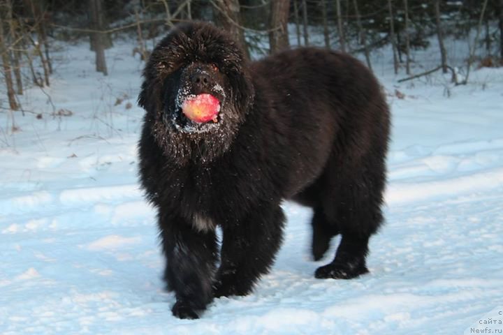 Фотография № 172138