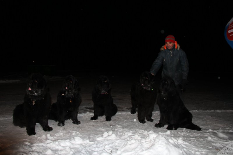 Фото: Ольга Королева, Галина Акулина, Антон Яковлев, Олеся Архипова, ньюфаундленд Бегущая по Волнам Ринг оф Фире (Beguschaya po Volnam Ring of Fire), ньюфаундленд Бегущая по Волнам Елвис, ньюфаундленд Бегущая по Волнам Ханд Маде (Beguschaya po Volnam Hand Made), ньюфаундленд Бегущая по Волнам Харизма (Beguschaya po Volnam Harizma)