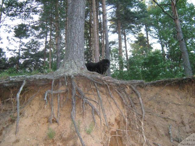 Фотография № 17215