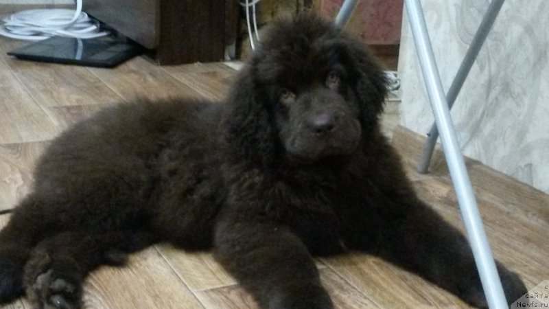 Фото: ньюфаундленд Николь Голд Стар (Nikol Gold Star)