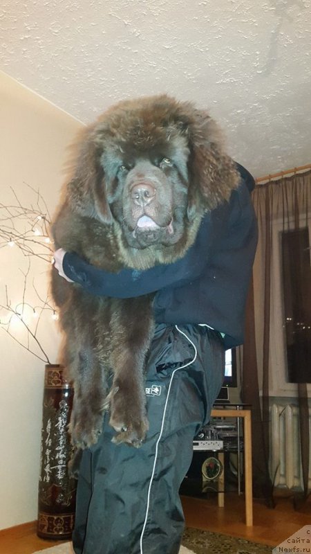 Фото: ньюфаундленд Браунблад МСК Хаиес Хаго (Brownblood MSK Hayes Hago)