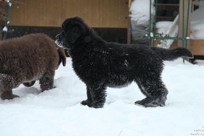 Фото: ньюфаундленд Вперед Зовущая с Берега Дона (Vpered Zovuschaya s Berega Dona)
