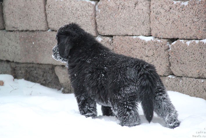 Фото: ньюфаундленд Вперед Зовущая с Берега Дона (Vpered Zovuschaya s Berega Dona)
