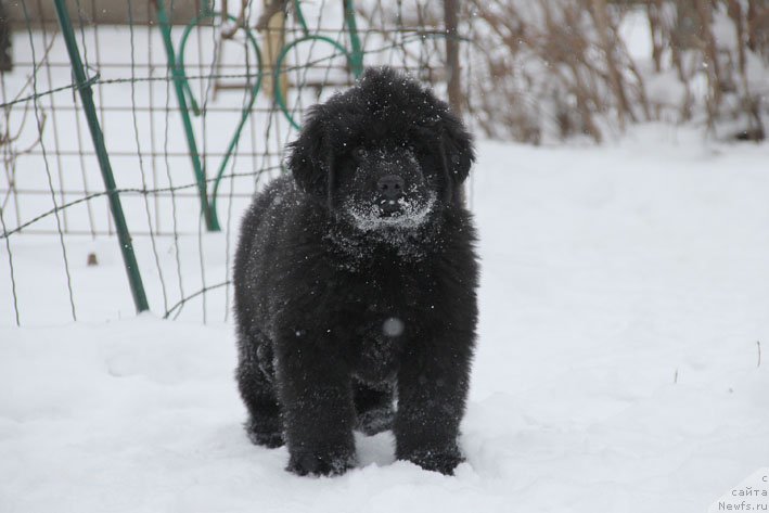 Фото: ньюфаундленд Вперед Зовущая с Берега Дона (Vpered Zovuschaya s Berega Dona)