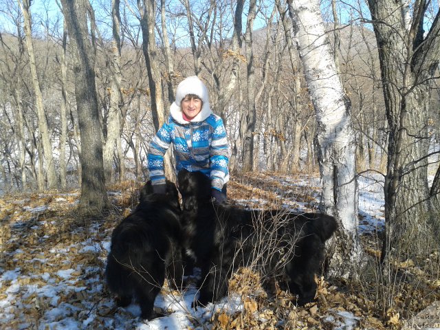 Фото: ньюфаундленд Супер Премиум Мерлин Монро, ньюфаундленд Несси Блэк с  Лесной Заимки, мама