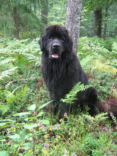 Фотография № 17218