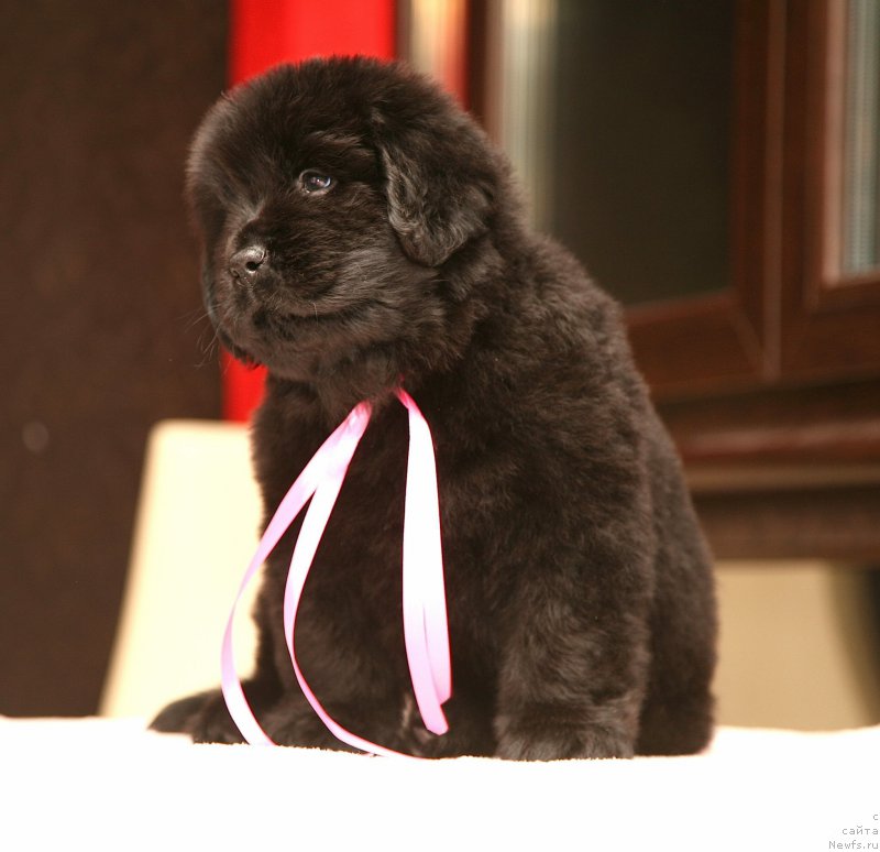 Фото: ньюфаундленд La Puissance De Lamour Moon Bear