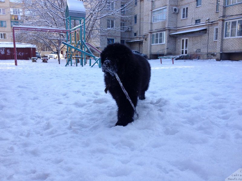 Фото: ньюфаундленд Басня с Берега Дона (Basnja s Berega Dona)