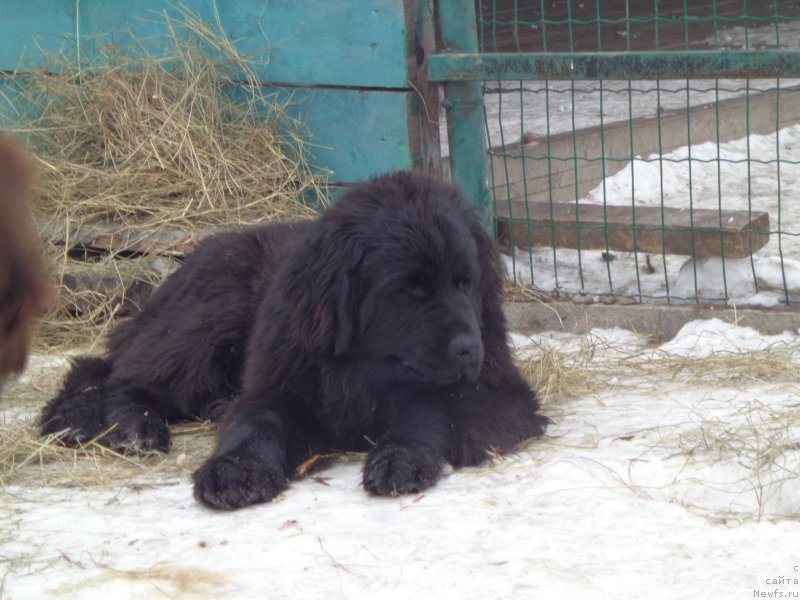 Фото: ньюфаундленд Викториус Смайл