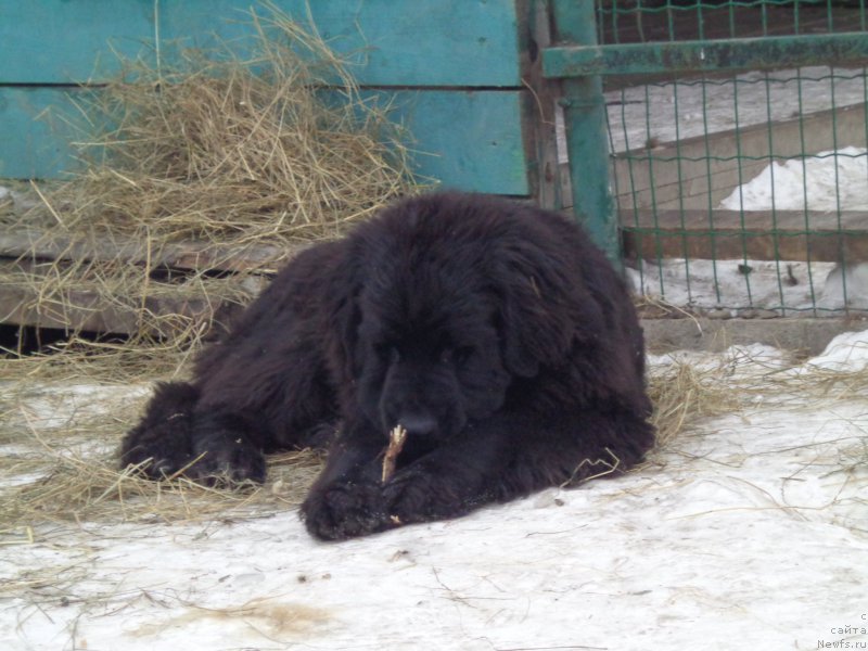 Фото: ньюфаундленд Викториус Смайл