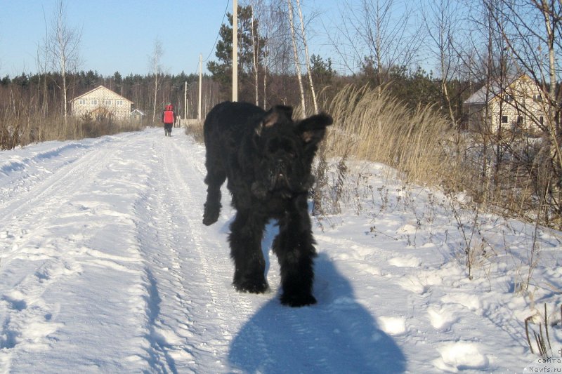 Фото: ньюфаундленд Черная Мафия Шорт анд Свеет (Chernaya Mafia Short and Sweet)