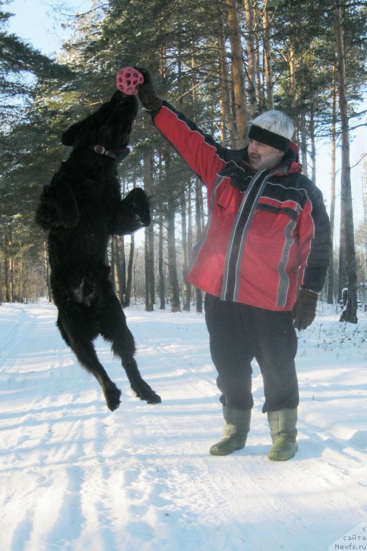 Фото: ньюфаундленд Черная Мафия Шорт анд Свеет (Chernaya Mafia Short and Sweet)