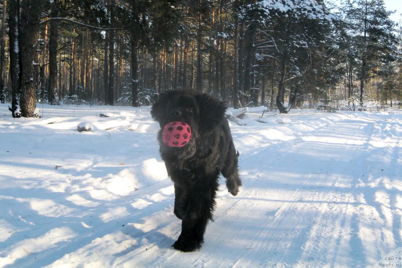 Фото: ньюфаундленд Черная Мафия Шорт анд Свеет (Chernaya Mafia Short and Sweet)