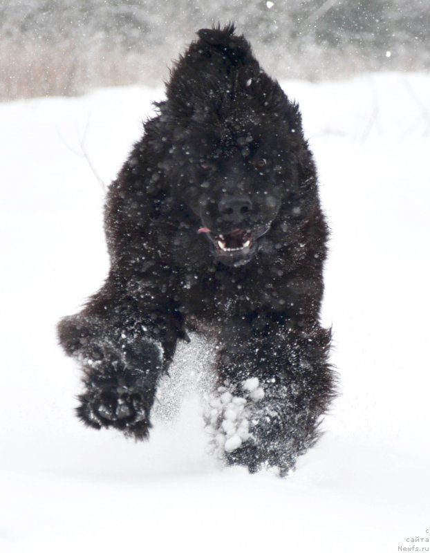 Фото: ньюфаундленд Черная Мафия Шот ин тхе Дарк (Chernaya Mafia Shot in the Dark)
