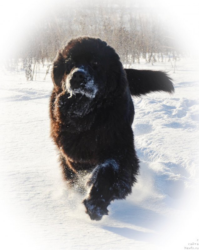 Фото: ньюфаундленд Черная Мафия Шот ин тхе Дарк (Chernaya Mafia Shot in the Dark)