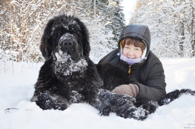 Фото: ньюфаундленд Черная Мафия Шот ин тхе Дарк (Chernaya Mafia Shot in the Dark)