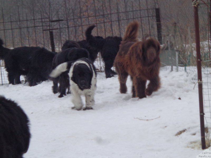 Фото: ньюфаундленд Супер Премиум Литониэль Валланинор (Super Premium Litoniel Vallaninor), ньюфаундленд Ньюфорт Ю'Северино