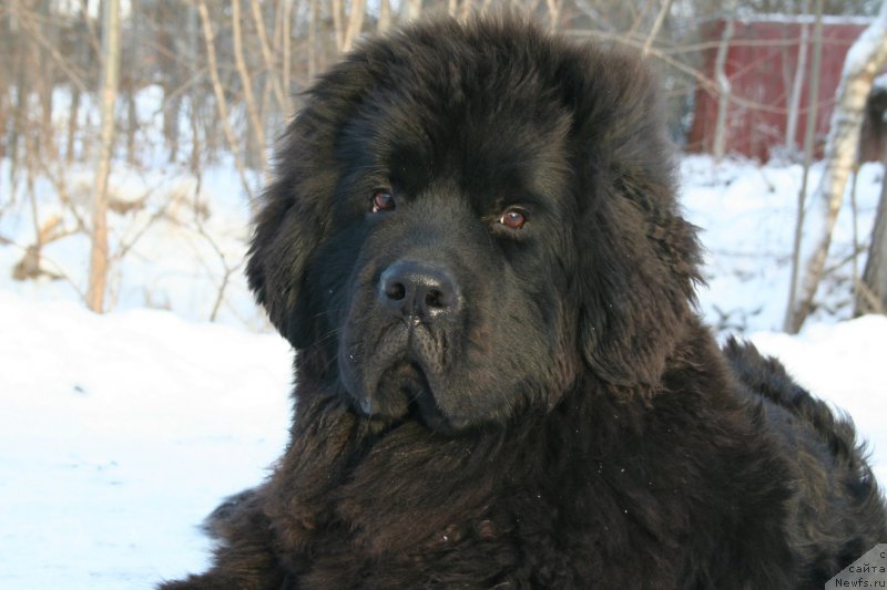 Фото: ньюфаундленд Черная Мафия Шенген Виза (Chernaya Mafia Shengen Visa)