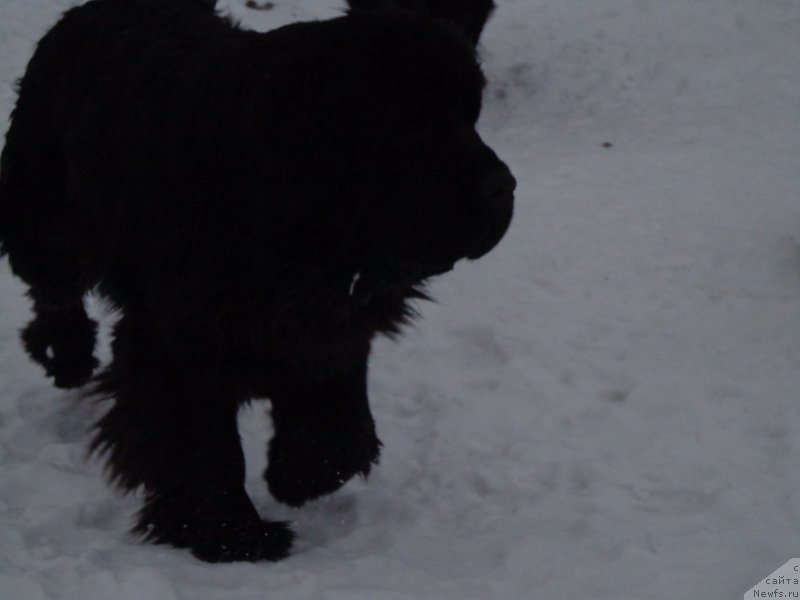 Фото: ньюфаундленд Супер Премиум Немессис