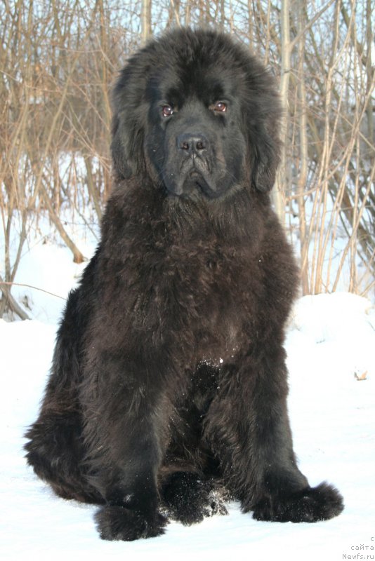 Фото: ньюфаундленд Черная Мафия Шенген Виза (Chernaya Mafia Shengen Visa)