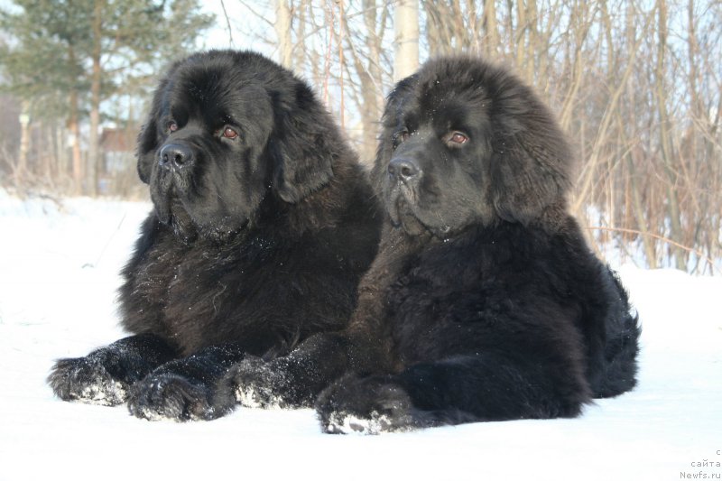 Фото: ньюфаундленд Черная Мафия Муст Хаве (Chernaya Mafia Must Have), ньюфаундленд Черная Мафия Шенген Виза (Chernaya Mafia Shengen Visa)