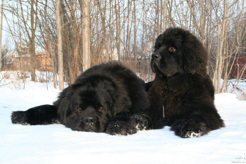 Фото: ньюфаундленд Черная Мафия Муст Хаве (Chernaya Mafia Must Have), ньюфаундленд Черная Мафия Шенген Виза (Chernaya Mafia Shengen Visa)