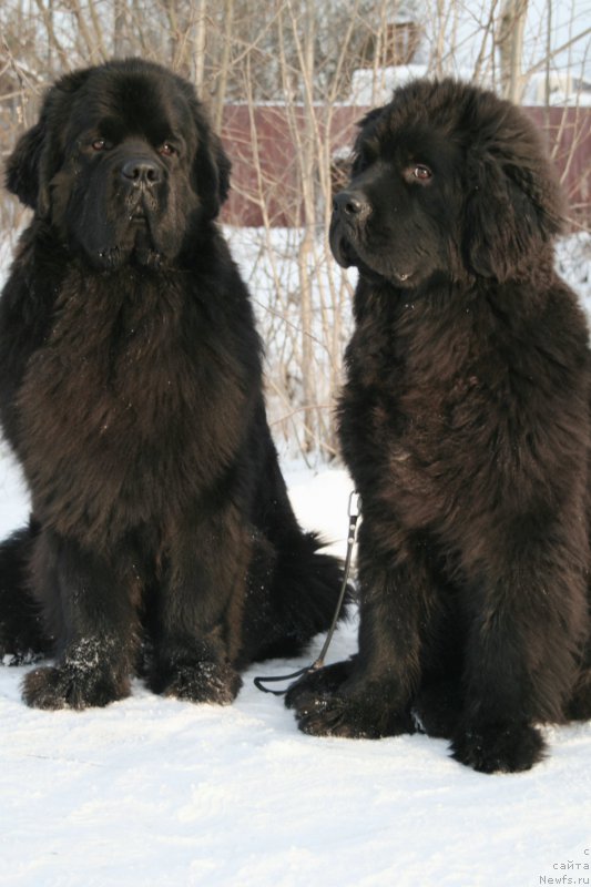 Фото: ньюфаундленд Черная Мафия Муст Хаве (Chernaya Mafia Must Have), ньюфаундленд Черная Мафия Шенген Виза (Chernaya Mafia Shengen Visa)