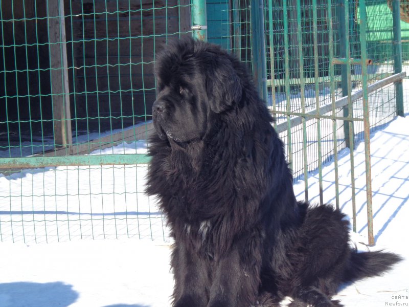 Фото: ньюфаундленд Супер Премиум Микадо (Super Premium Mikado)