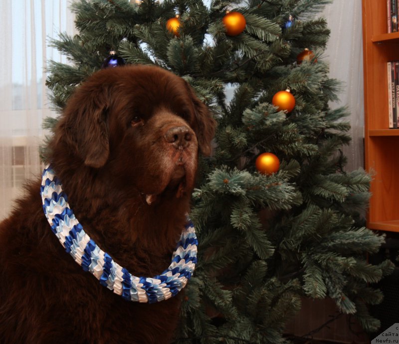 Фотография № 172278