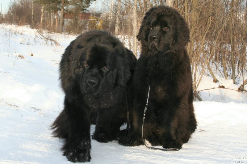 Фото: ньюфаундленд Черная Мафия Муст Хаве (Chernaya Mafia Must Have), ньюфаундленд Черная Мафия Шенген Виза (Chernaya Mafia Shengen Visa)