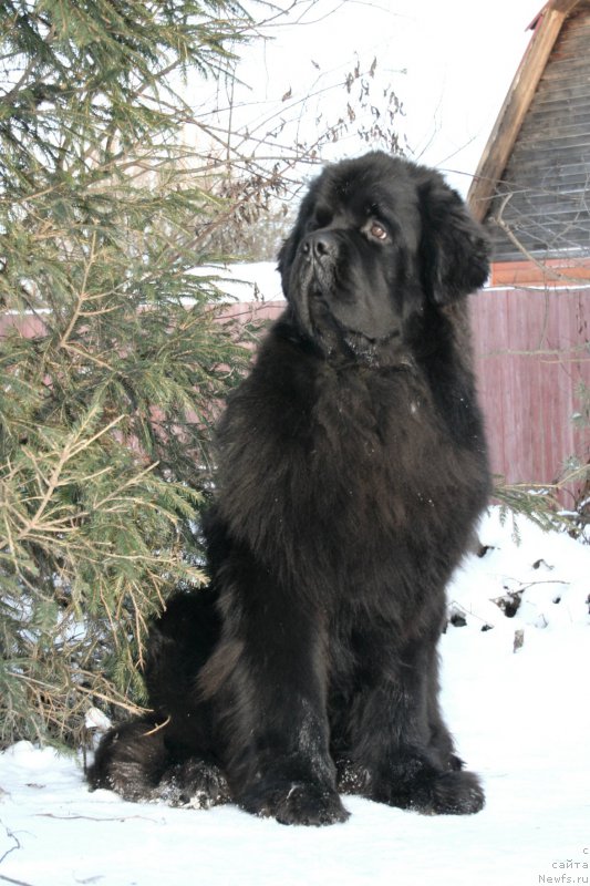 Фото: ньюфаундленд Черная Мафия Муст Хаве (Chernaya Mafia Must Have)