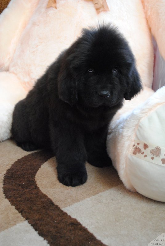 Фото: ньюфаундленд Моя Стихия Ифейон Фроил Милл