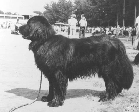 Фото: ньюфаундленд Читти Лес Ир