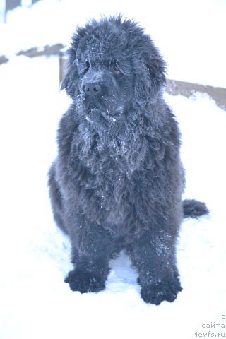 Фотография № 172327