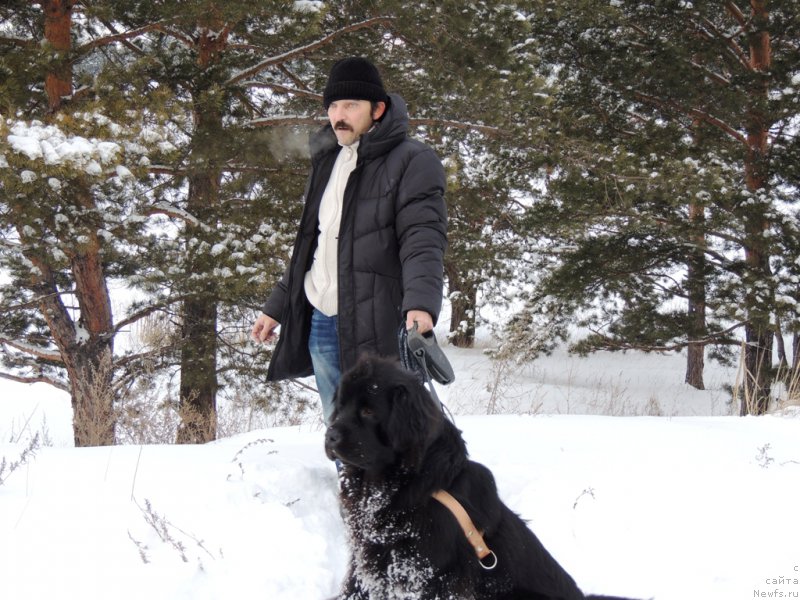 Фото: ньюфаундленд Би Перфект Арабелла, владелец Дмитрий Шуваев