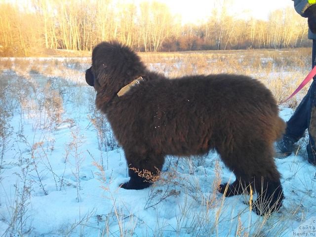 Фотография № 172337