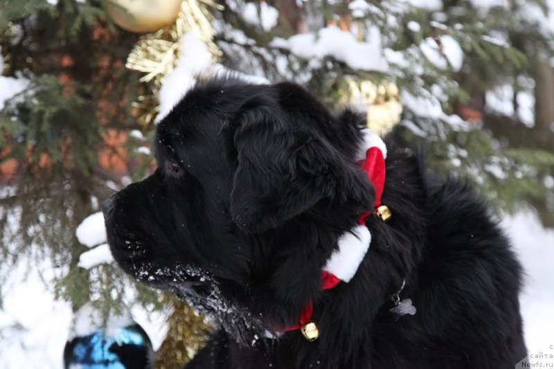 Фотография № 172342