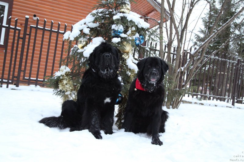 Фото: ньюфаундленд Бонни Флайт, ньюфаундленд Рестайлинг Фром Шипмэн