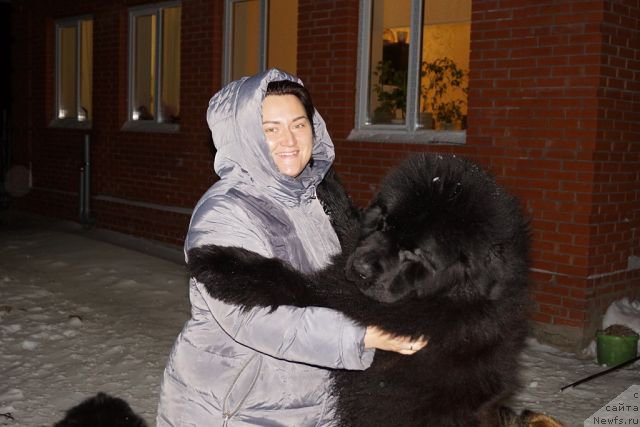 Фото: ньюфаундленд Эльбрус из Антаграда, ньюфаундленд Эльбрус из Антаграда, Елизавета Павлова