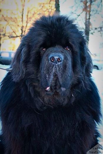 Фото: ньюфаундленд Смигар Нансен Неустрашимый (Smigar Nansen Neustrashimy)