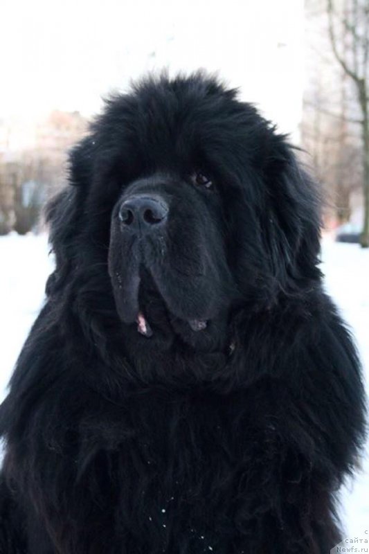 Фото: ньюфаундленд Смигар Нансен Неустрашимый (Smigar Nansen Neustrashimy)
