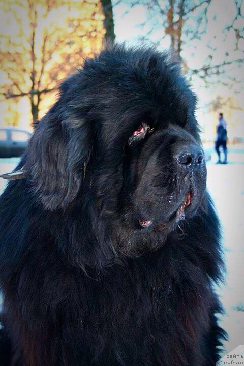 Фото: ньюфаундленд Смигар Нансен Неустрашимый (Smigar Nansen Neustrashimy)