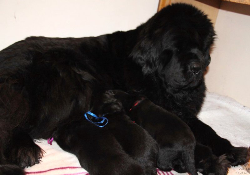 Фото: ньюфаундленд Бегущая по Волнам Хаста ла Виста (Beguschaya po Volnam Hasta la Vista)