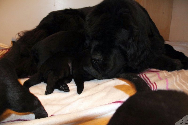 Фото: ньюфаундленд Бегущая по Волнам Хаста ла Виста (Beguschaya po Volnam Hasta la Vista)