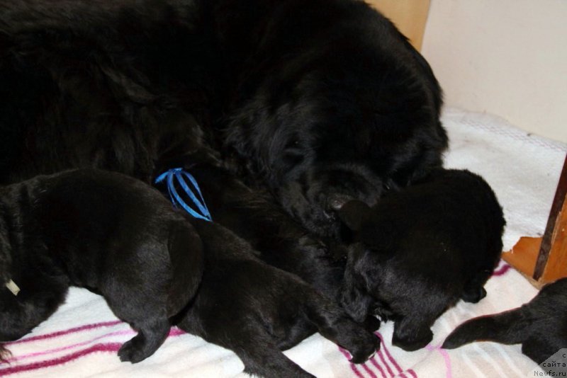 Фото: ньюфаундленд Бегущая по Волнам Хаста ла Виста (Beguschaya po Volnam Hasta la Vista)