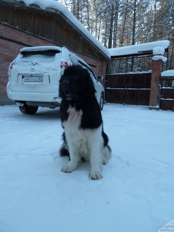 Фото: ньюфаундленд Супер Премиум Жрица Звезд (Super Premium Zhritsa Zvezd)