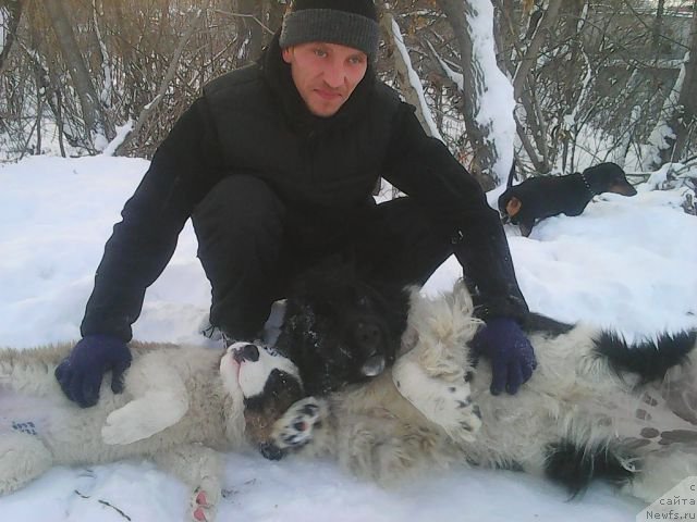 Фото: ньюфаундленд Би Перфект Винкс