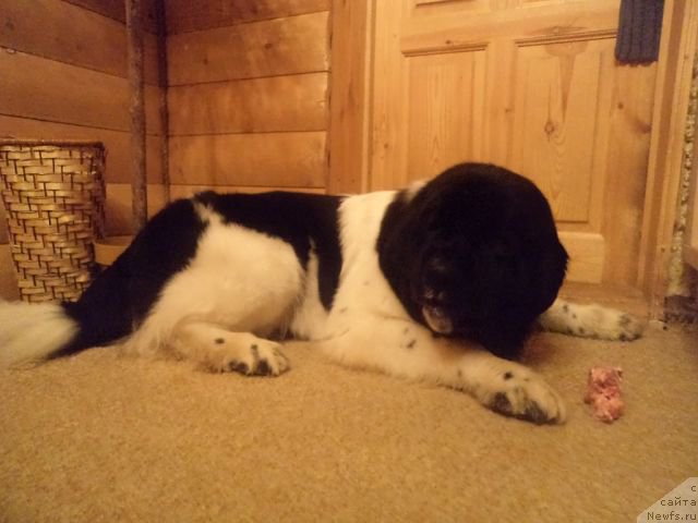 Фотография № 172367