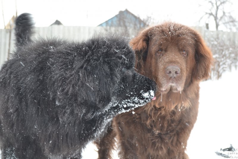 Фото: ньюфаундленд Талисман Моря Мишель, ньюфаундленд Аркадия Виват Арбона