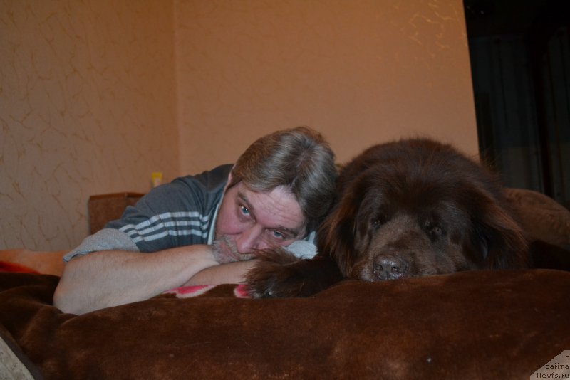 Фото: ньюфаундленд Аркадия Виват Арбона